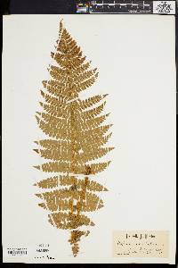 Polystichum braunii image