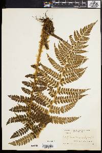 Polystichum braunii image