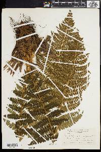 Polystichum braunii image