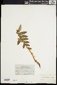 Polystichum braunii image