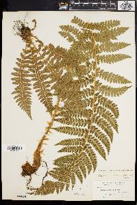 Polystichum braunii image