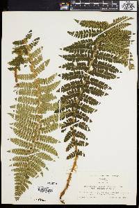 Polystichum braunii image