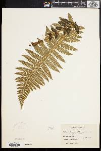 Polystichum braunii image