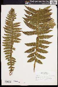 Polystichum braunii image