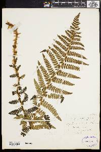 Polystichum braunii image