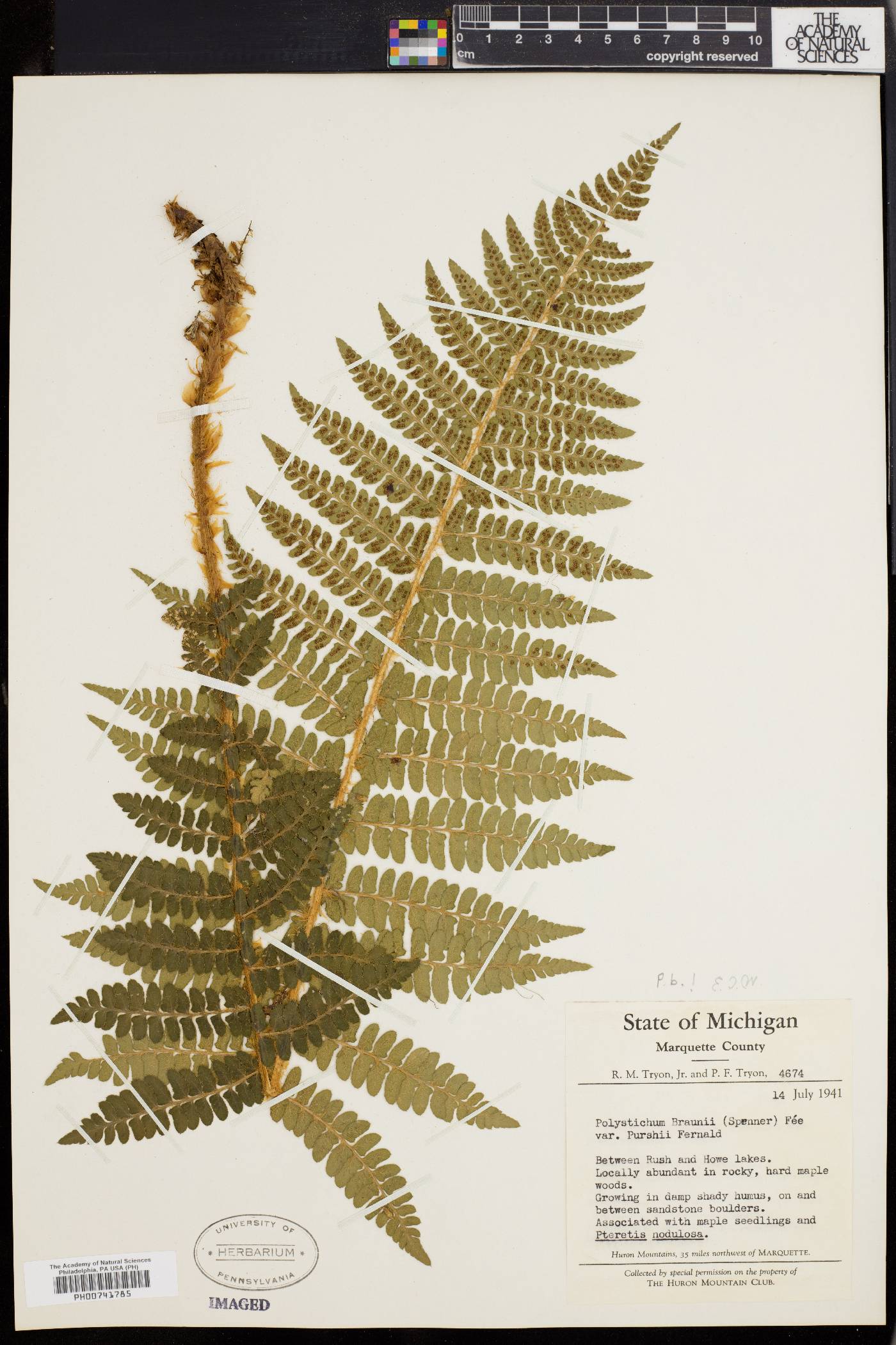 Polystichum braunii image