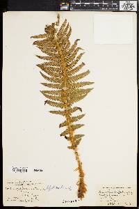 Polystichum braunii image