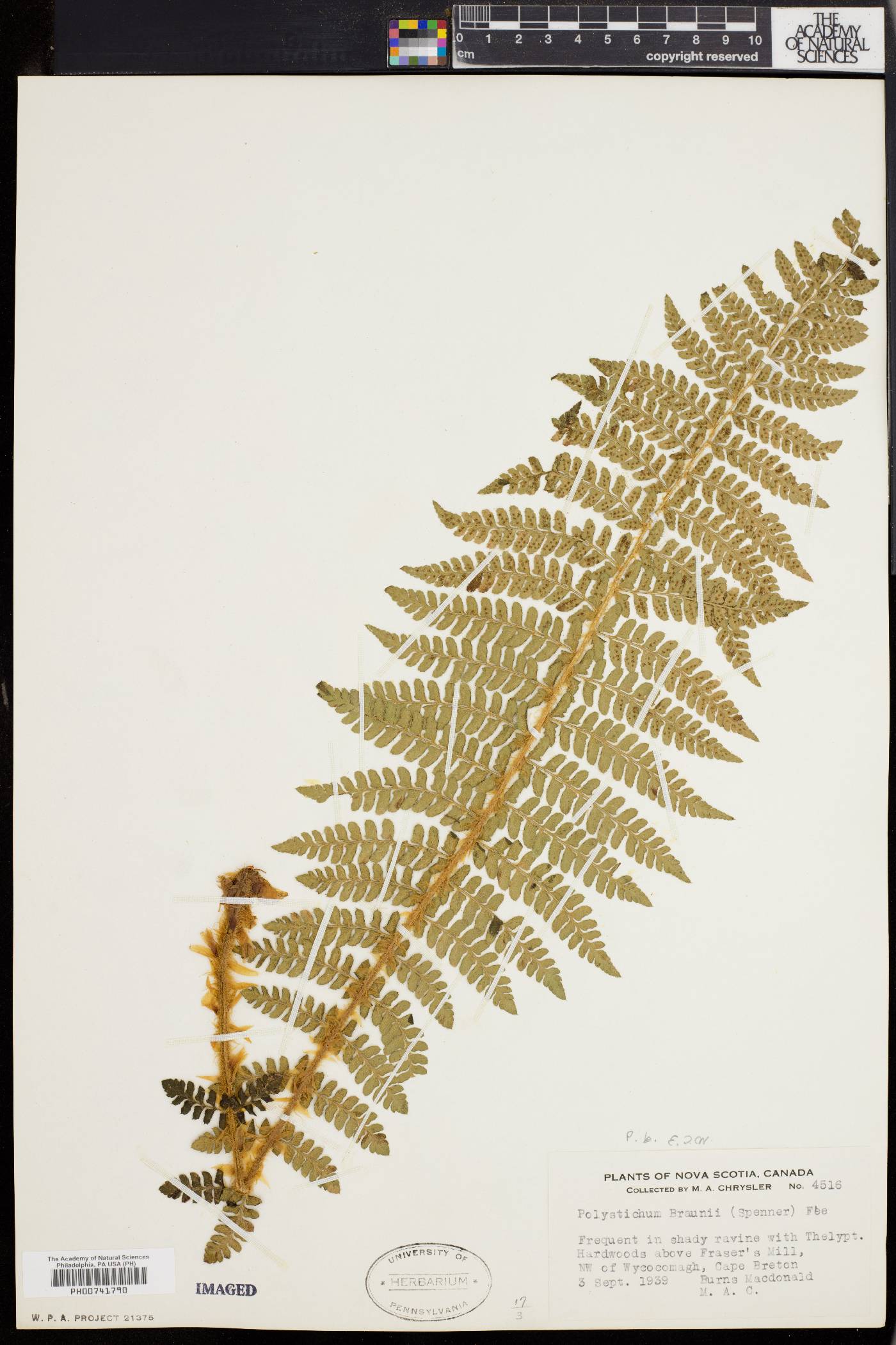 Polystichum braunii image