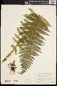 Polystichum braunii image