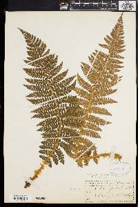 Polystichum braunii image