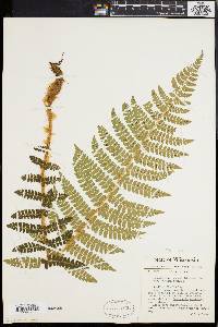 Polystichum braunii image