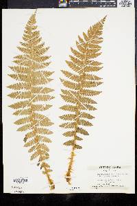 Polystichum braunii image