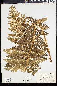 Polystichum braunii image