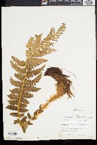 Polystichum braunii image