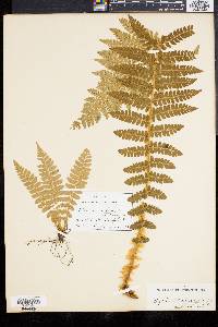 Polystichum braunii image