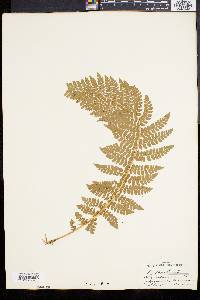 Polystichum braunii image