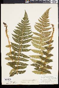 Polystichum braunii image