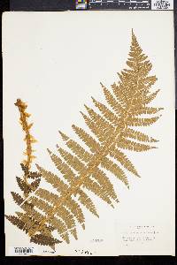 Polystichum braunii image