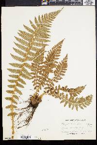 Polystichum braunii image