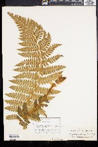 Polystichum braunii image