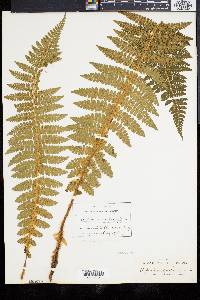 Polystichum braunii image