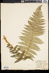 Polystichum braunii image