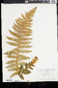 Polystichum braunii image
