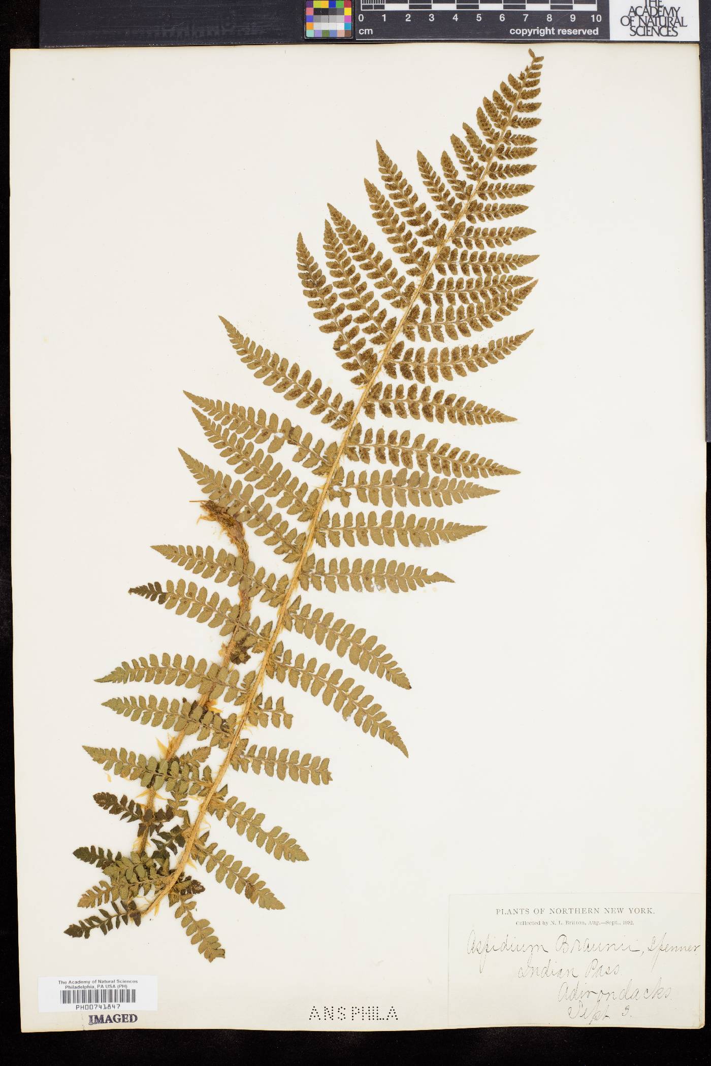 Polystichum braunii image