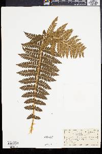 Polystichum braunii image