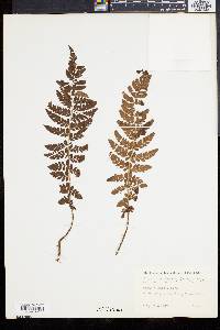 Polystichum braunii image