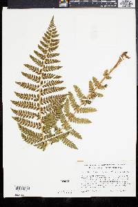 Polystichum braunii image