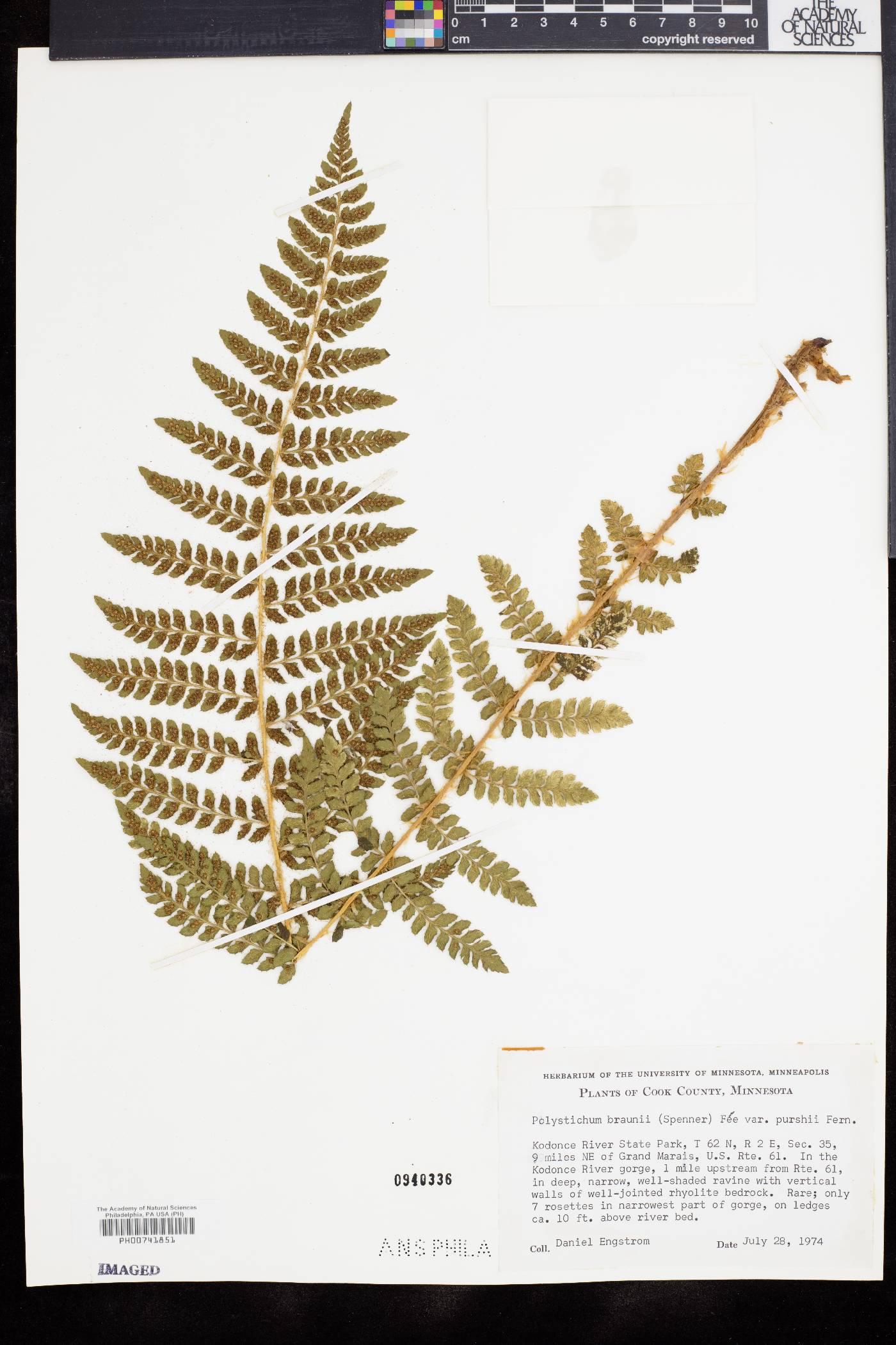 Polystichum braunii image