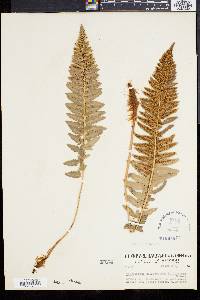 Polystichum californicum image