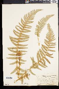 Polystichum dudleyi image