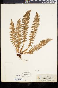 Polystichum fragrans image