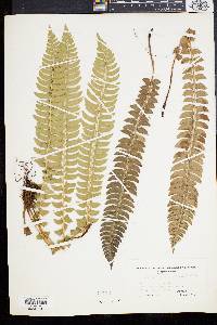 Polystichum lonchitis image