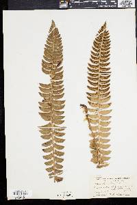 Polystichum lonchitis image