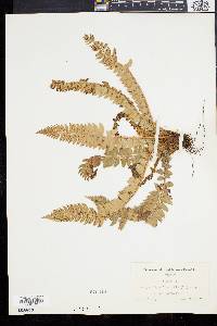 Polystichum lonchitis image