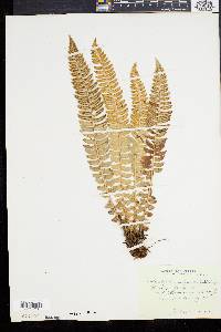 Polystichum lonchitis image