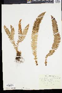 Polystichum lonchitis image