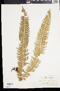 Polystichum lonchitis image