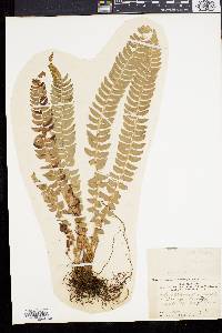 Polystichum lonchitis image