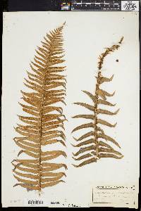 Polystichum munitum image