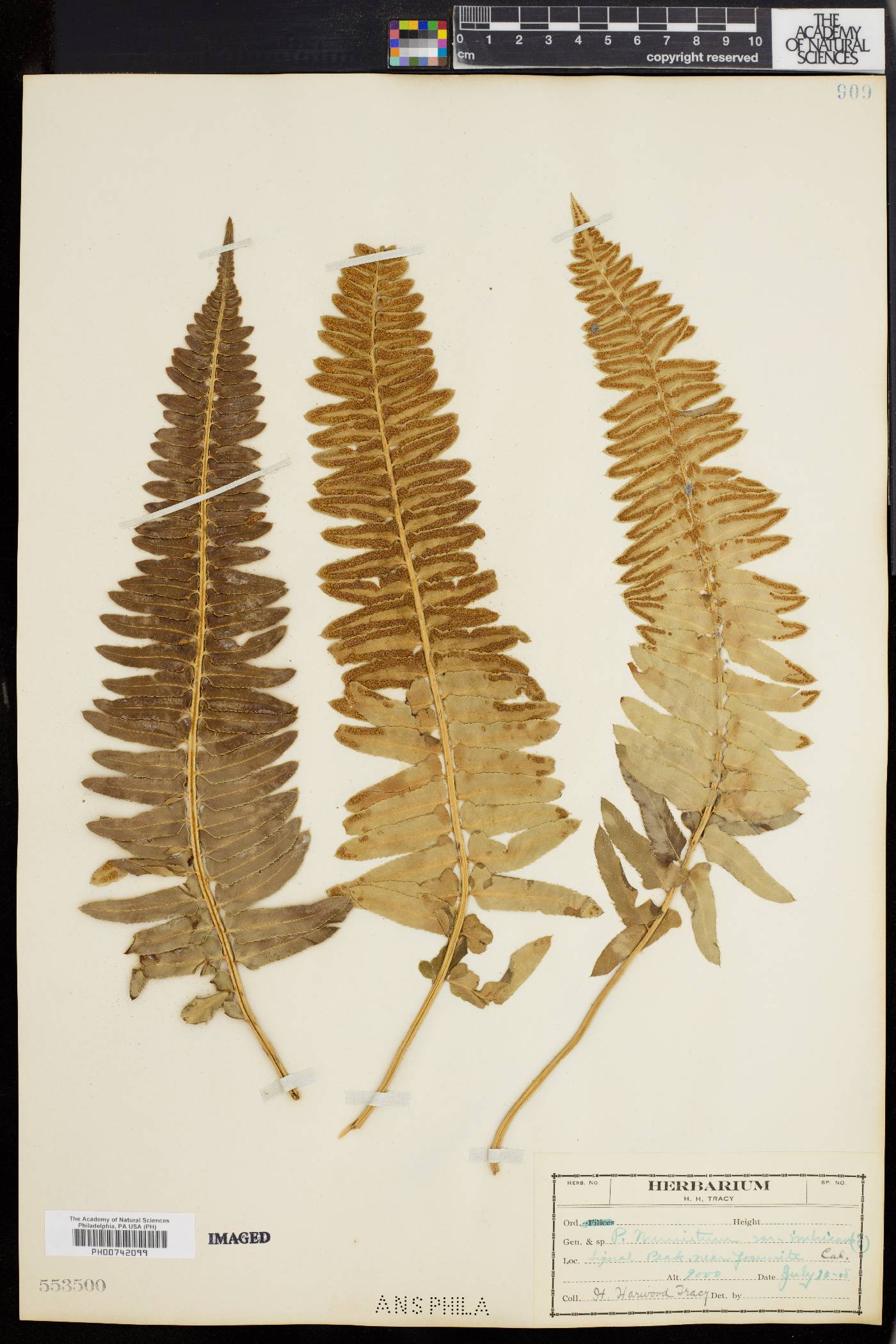 Polystichum munitum var. imbricans image