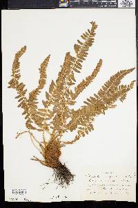 Polystichum scopulinum image