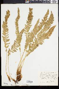 Polystichum scopulinum image