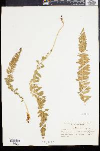 Polystichum scopulinum image