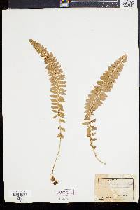 Polystichum scopulinum image