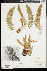 Polystichum scopulinum image