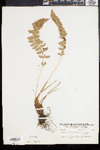 Polystichum scopulinum image